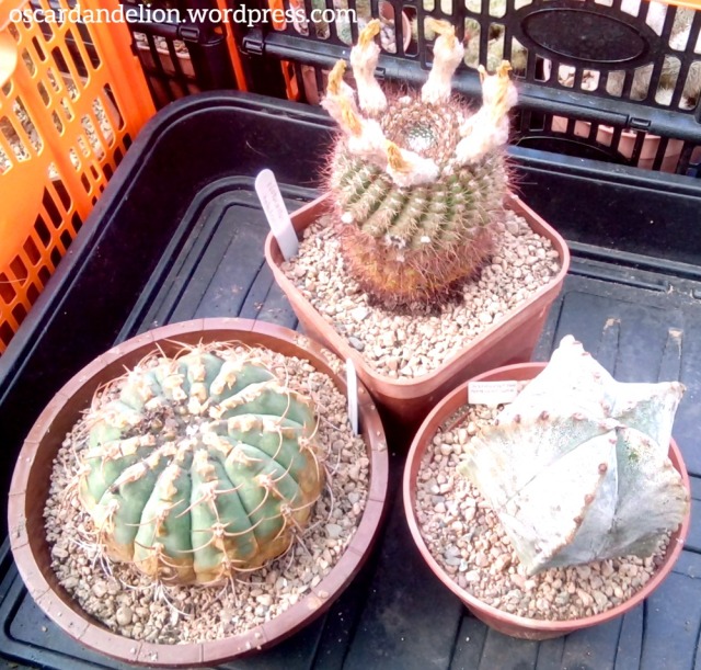 lauries_cacti_table_220718_07
