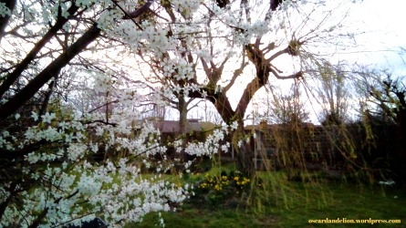 blossom_willow_daffodils_garden_april2019